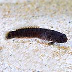 Crested Oyster Goby, Captive-Bred ORA®